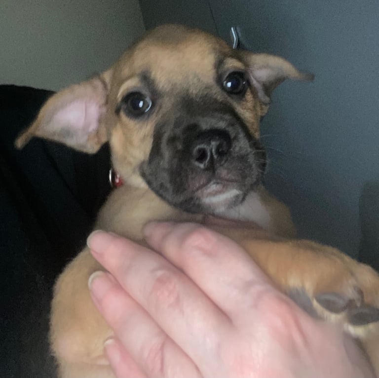 6 French jack pups for sale