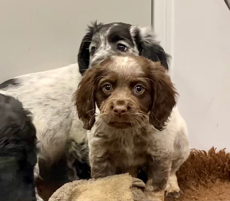 Cocker Spaniel puppies now available 