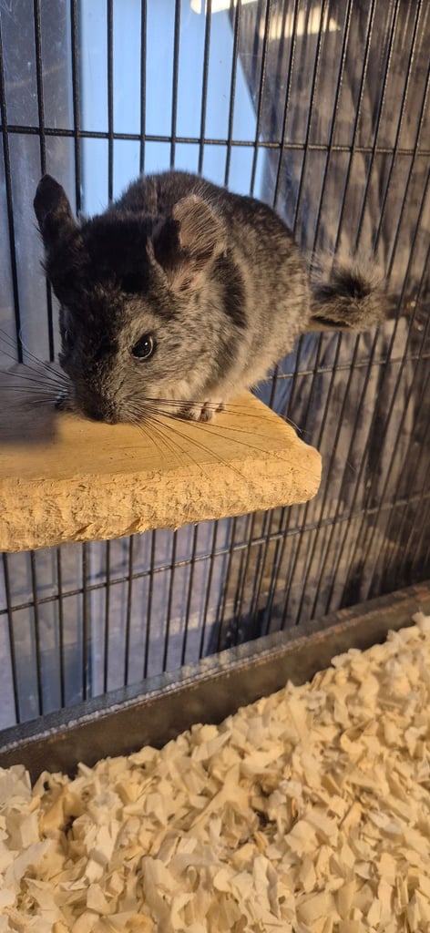 Chinchillas for sale