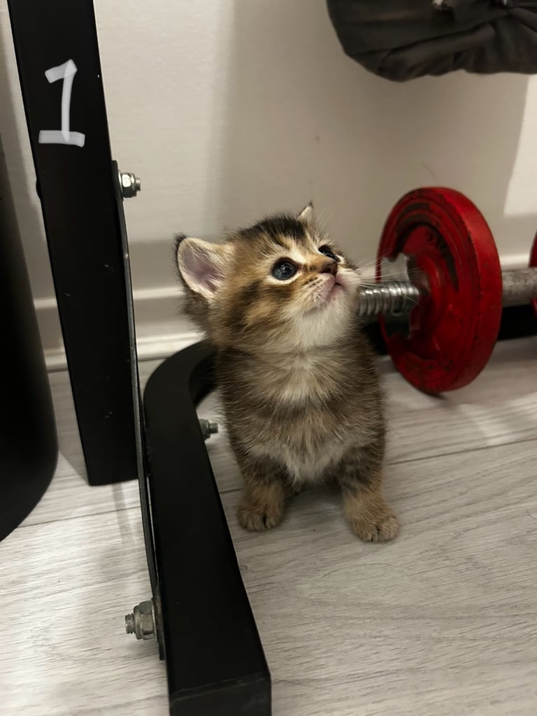 Long Scottish Straight/domestic kittens