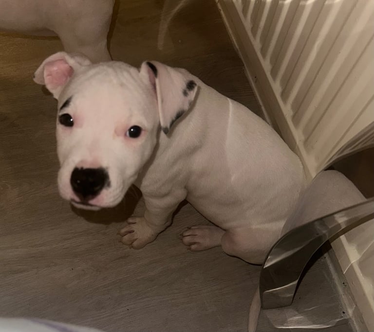 Staffy cross 