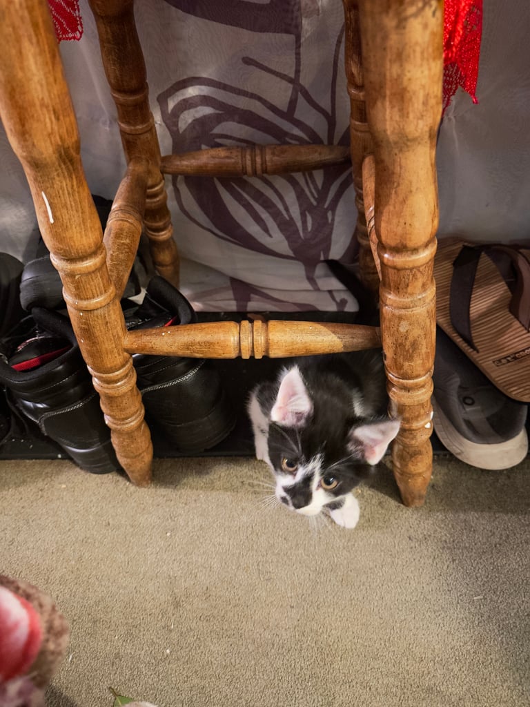 very friendly and playful