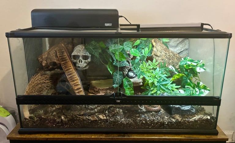 Corn Snake & Full bio active set up