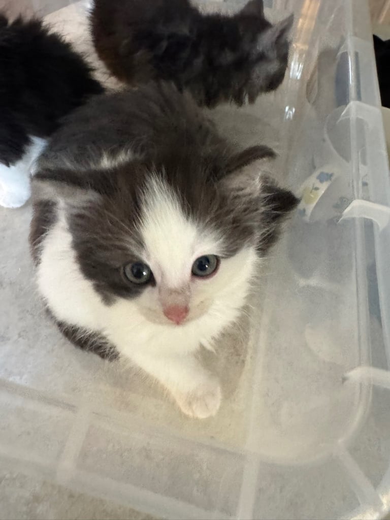 5 kittens ready for forever homes 