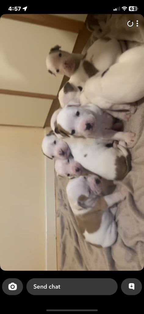image for American Bulldog puppies for Sale 