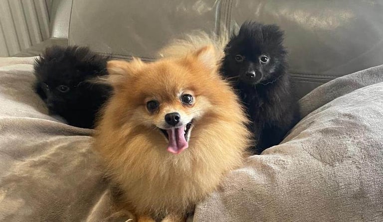 near me pomeranian puppies for sale north east