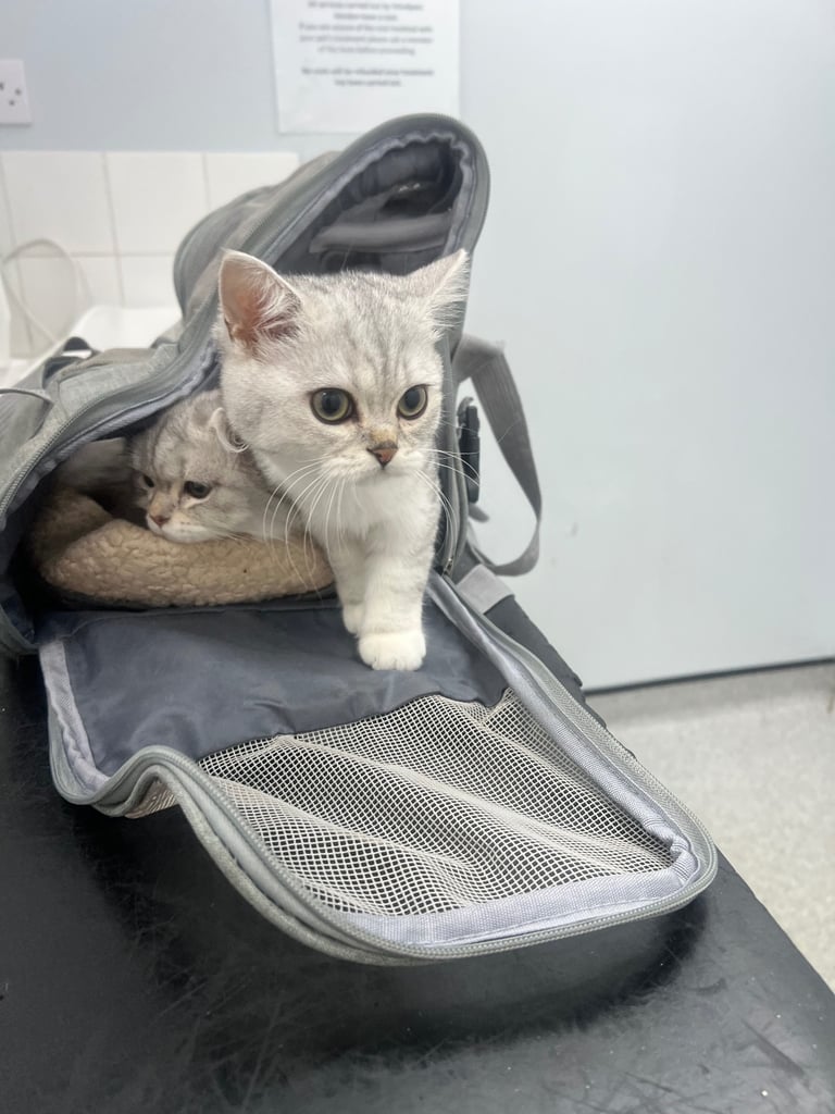 image for Two beautiful British shorthair kittens for sale 