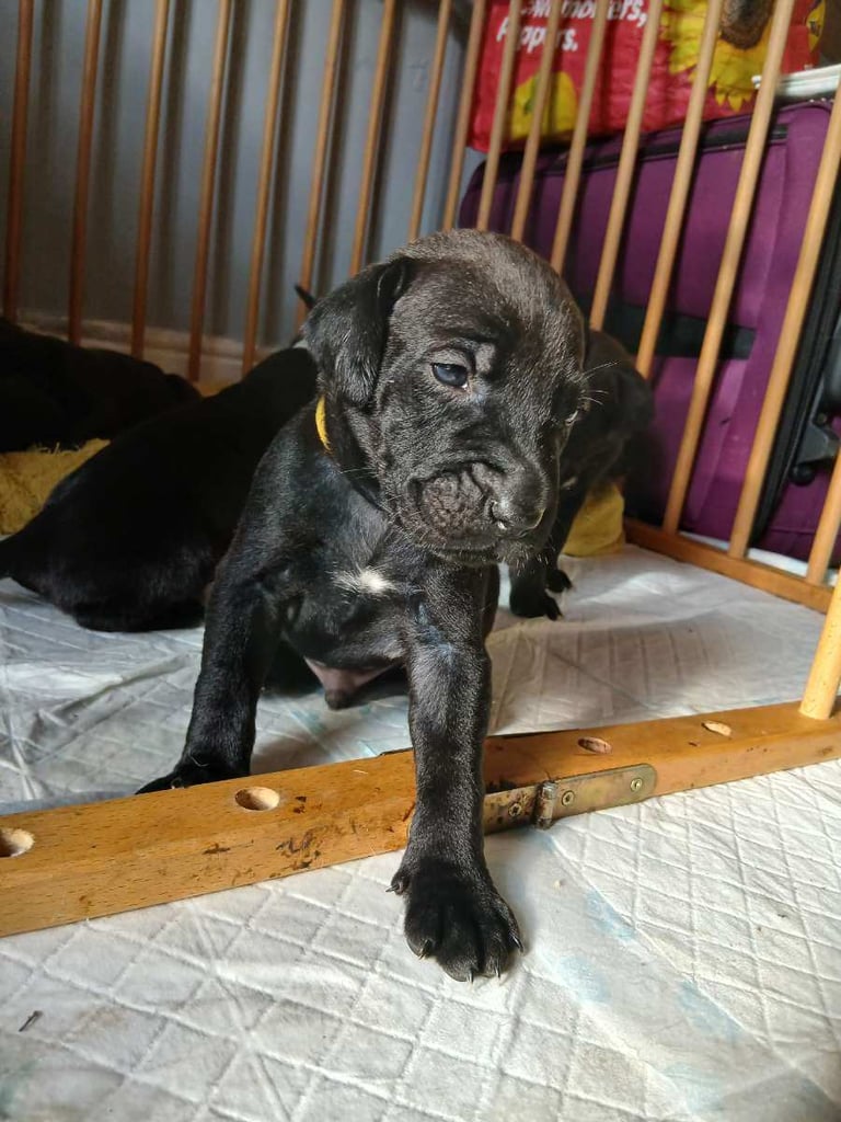 Presa canario cross golden labrador 