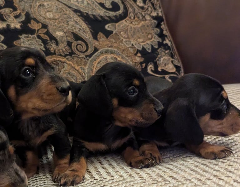 Dachshunds