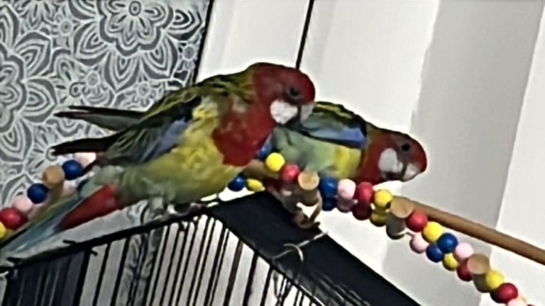 image for Birds