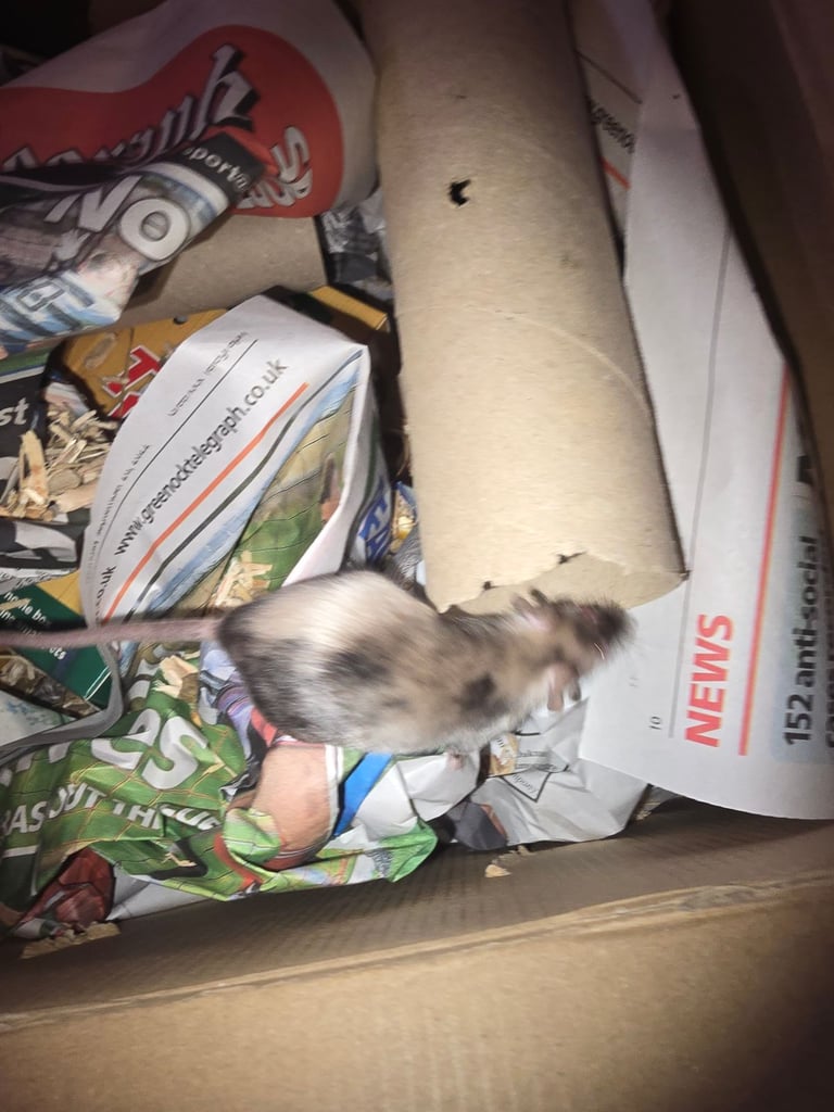 2 baby female mice 