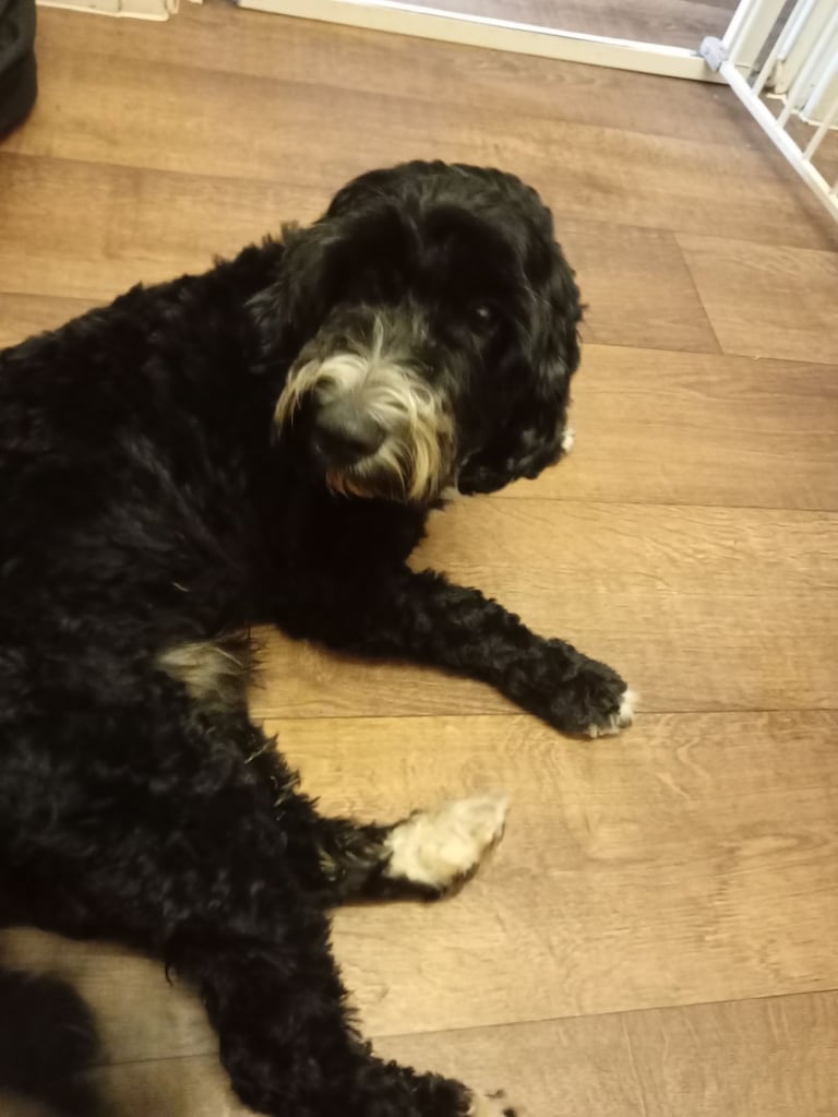 Cookerpoo FI boy 