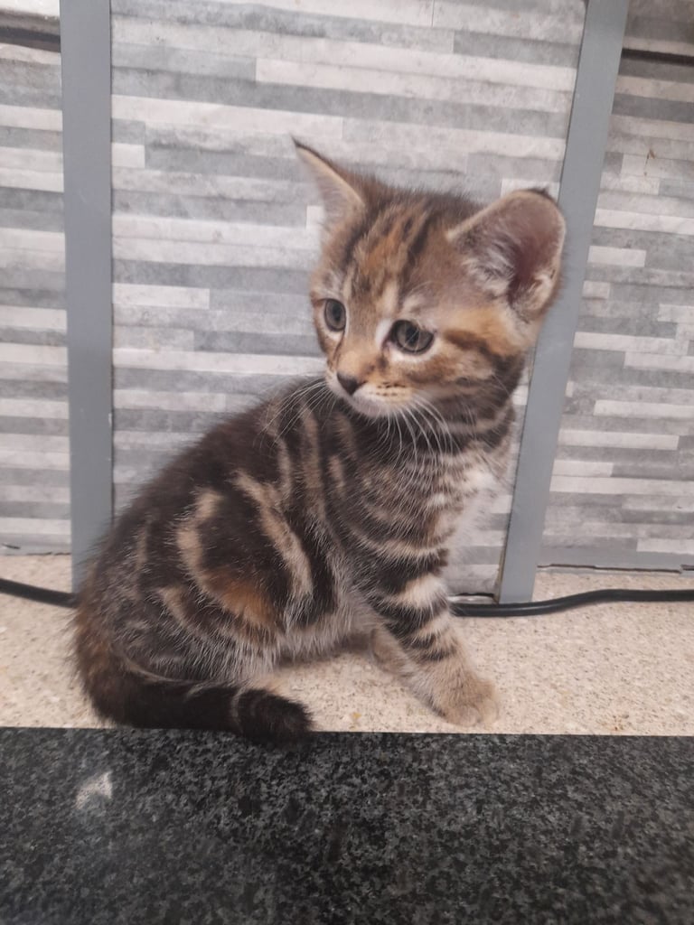 Last female kitten available 