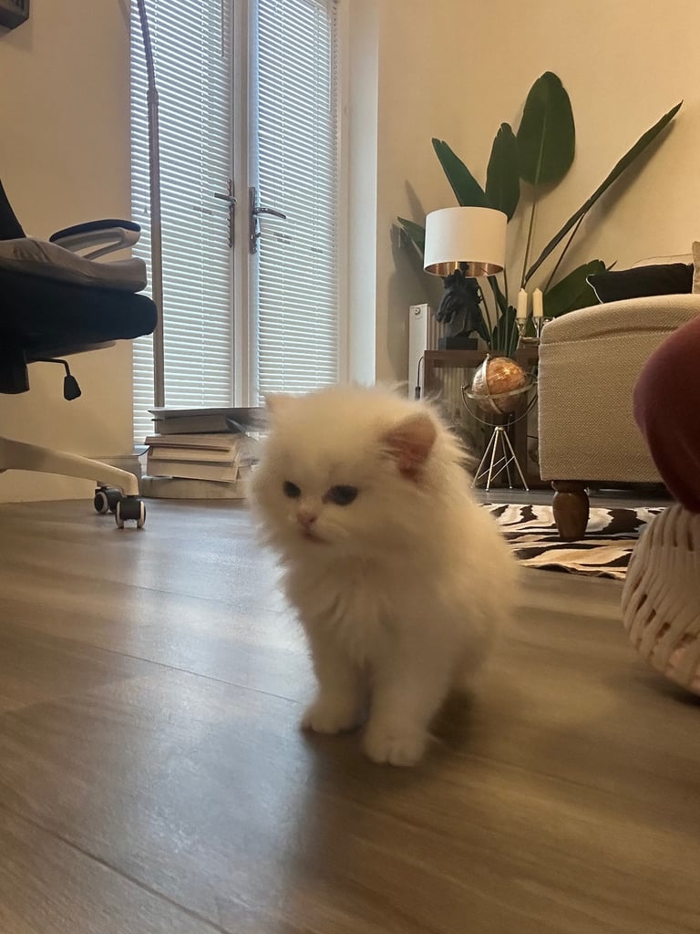 Rarely available Beautiful Pure Persian White Female Kitten with grey eyes, ready to go in 2 weeks