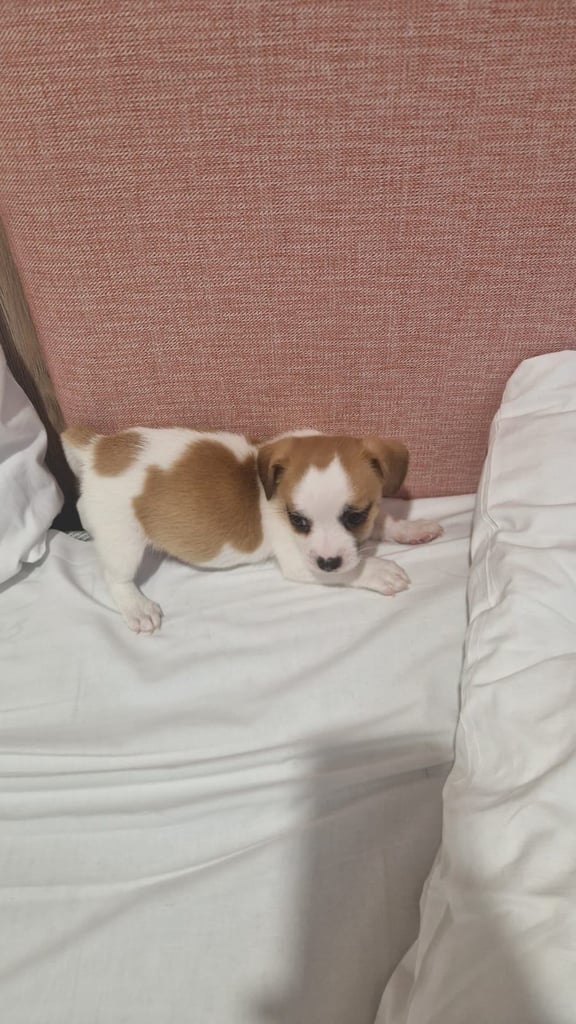 Jack Russell puppies