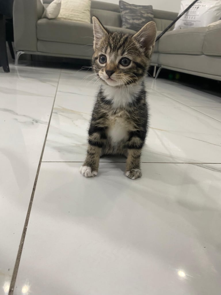 beautiful tabby kittens