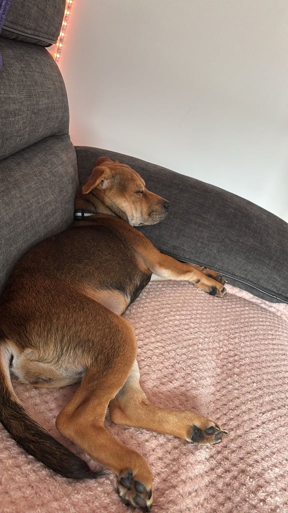 Puppy for sale Patterdale x Lakeland Terrier 