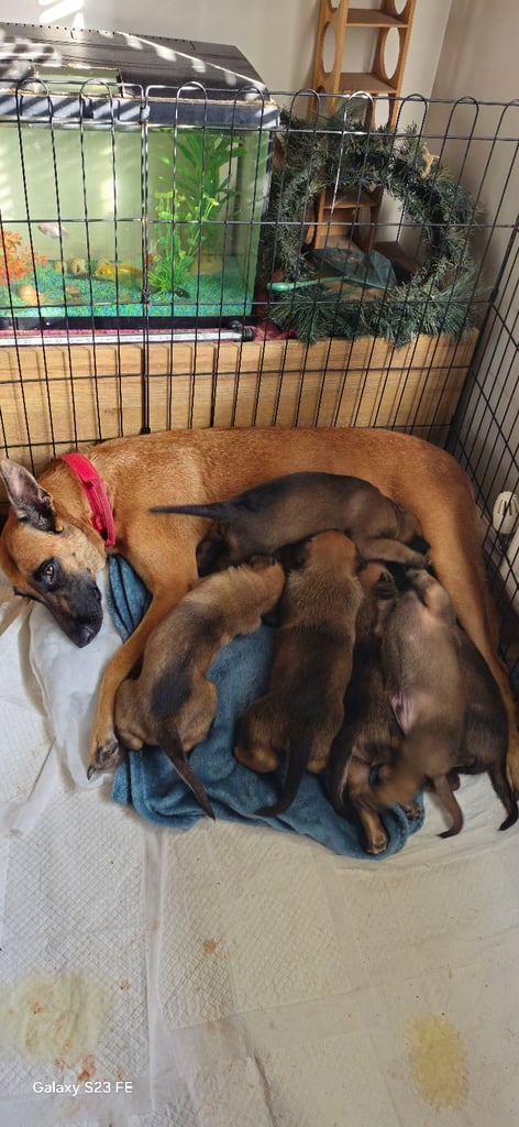 Stunning Belgian Malinois puppies for sale