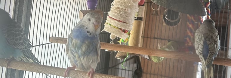 Baby budgies ( hand reared ) 