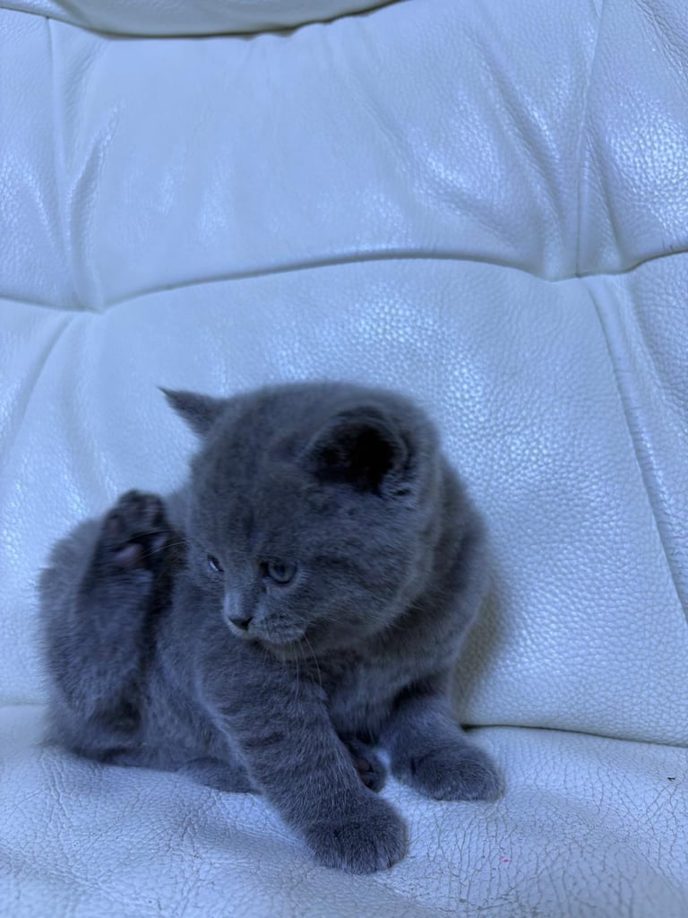 Kitten biritish shorthair 
