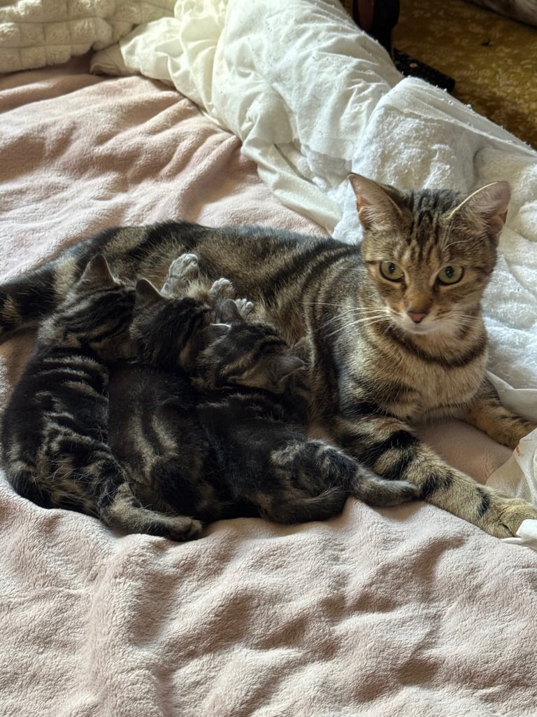 Tortoiseshell Kittens (Boys) Ready for new Homes