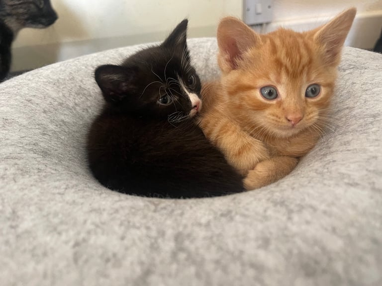 Two boy kittens 