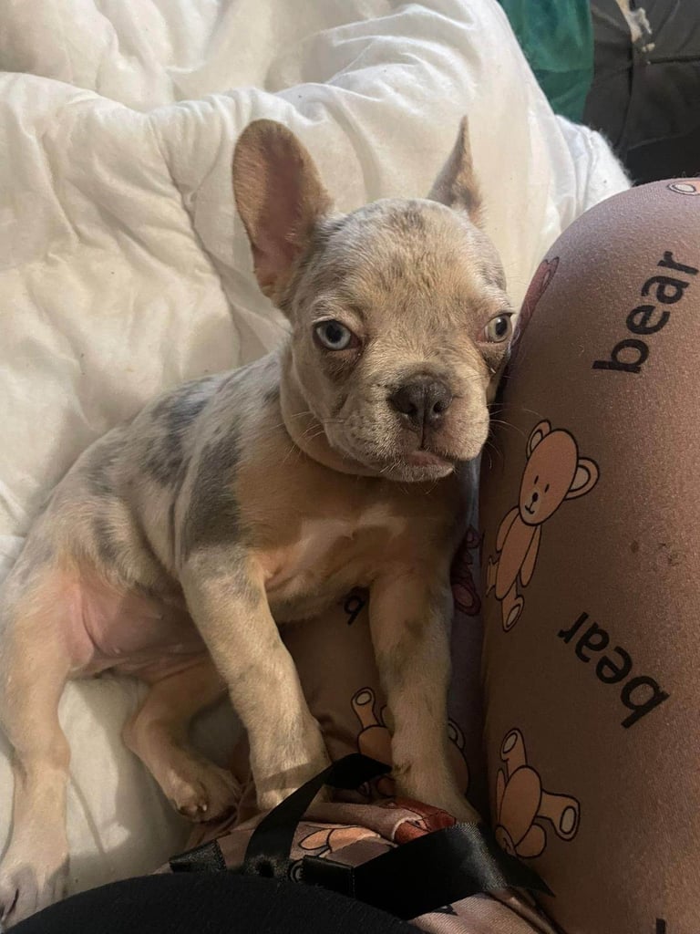 French Bulldog female 3 months