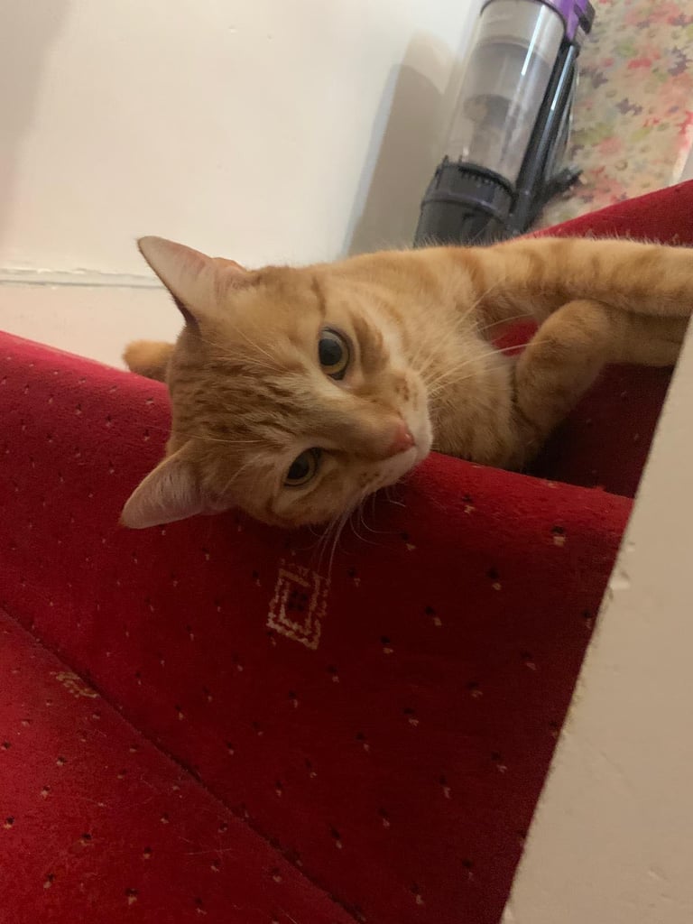 Cute cat looking for a new home