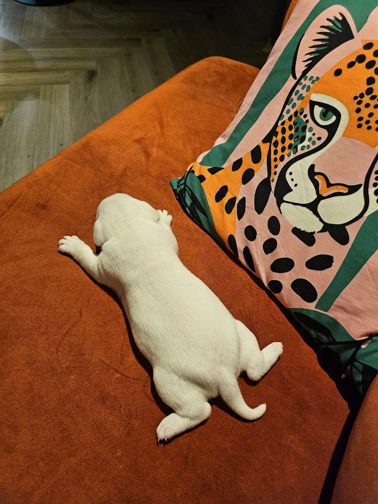 British Bulldog Staff cross (Old Tyme Bulldog)