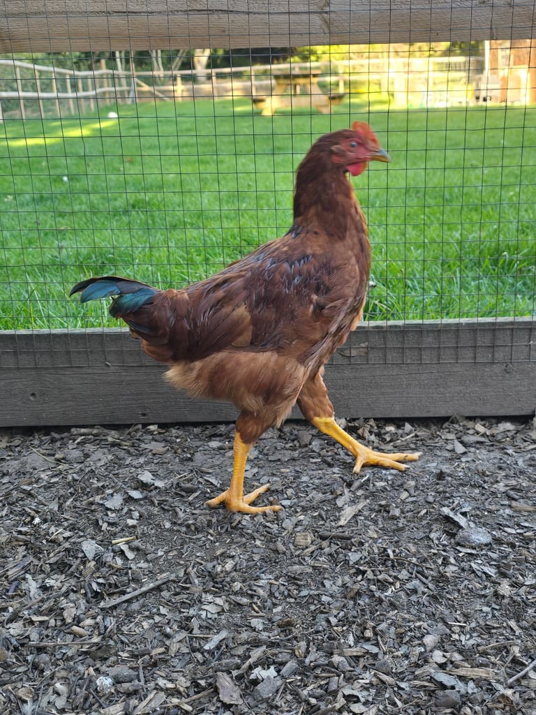 Rhode Island Red