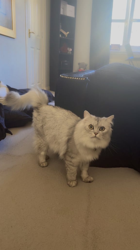 Persian Chinchilla Cat/Kitten