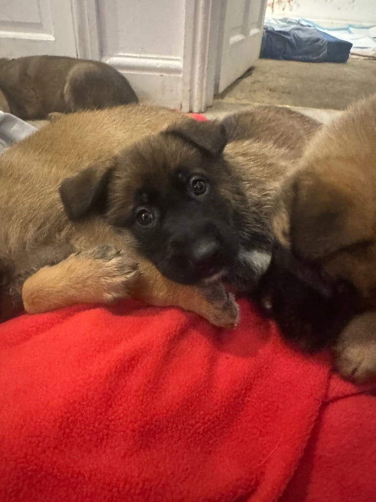 8 beautiful Malisheps