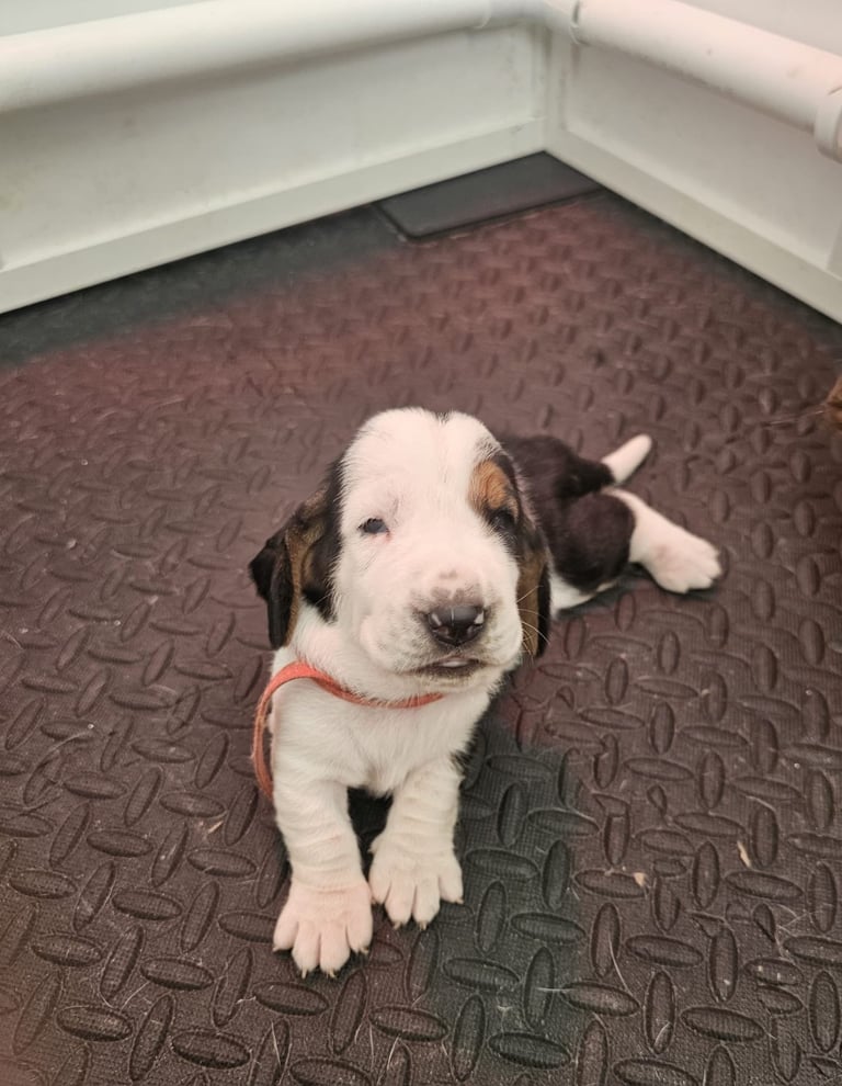 Chunky Bassett Hound Puppies 