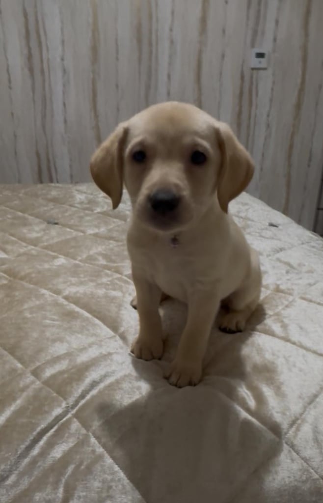 Labrador pup for sale