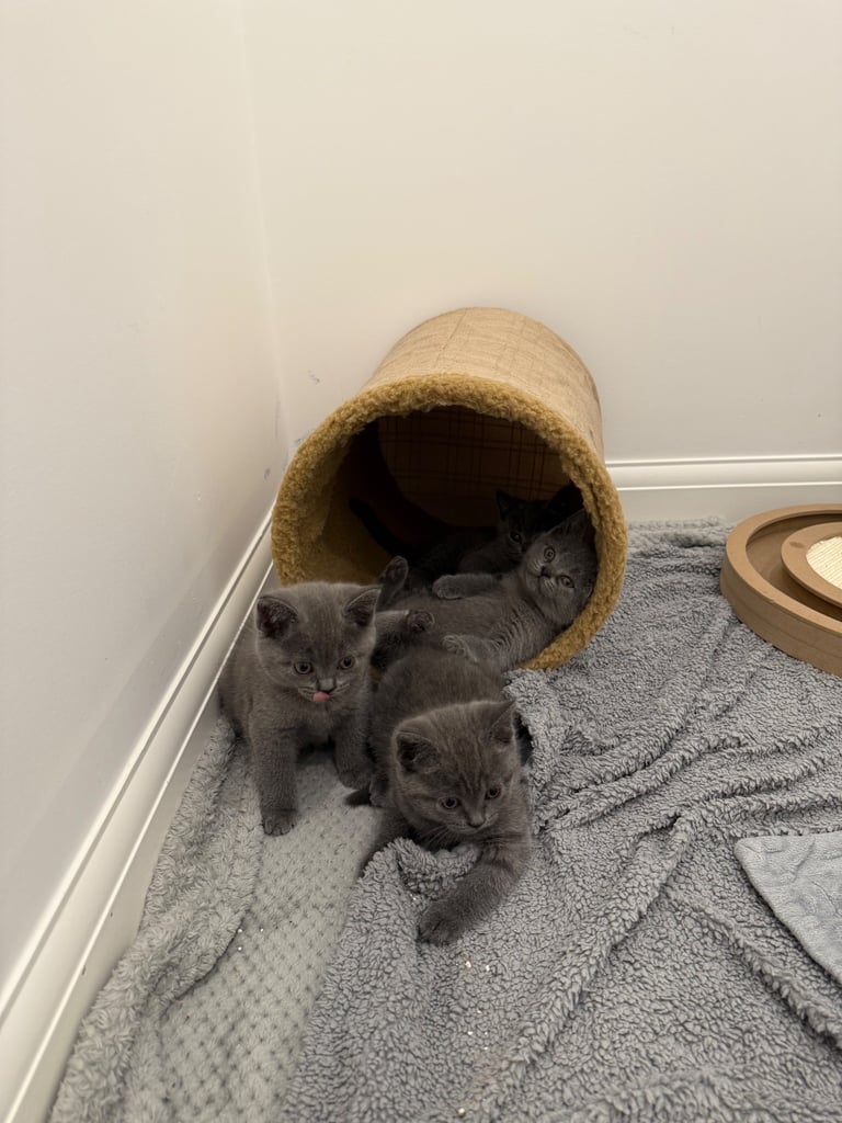 Gorgeous Blue Kittens – British Shorthair x Russian Blue Mix 