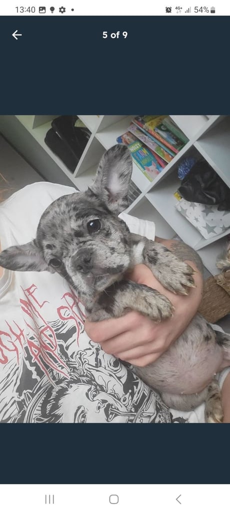French bulldog poppy female 