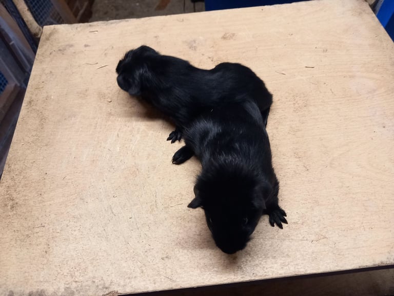 Baby guinea pigs for sale