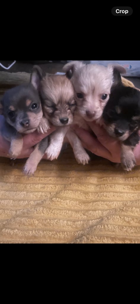 Chihuahua puppies 