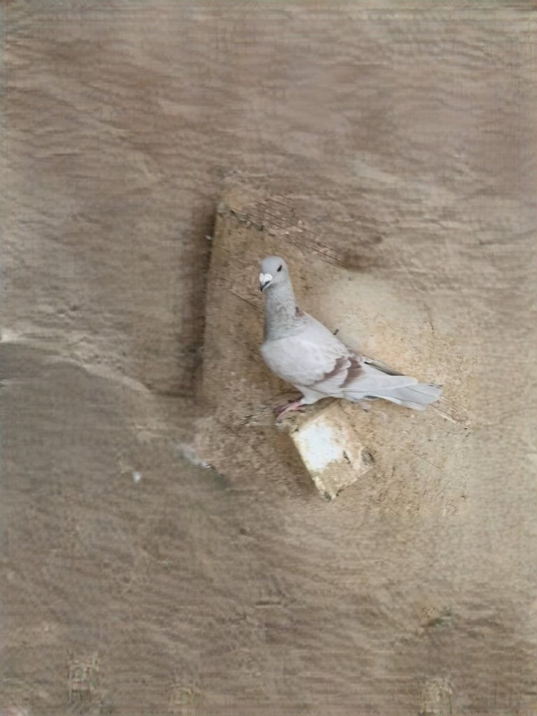Syrian Pigeon 