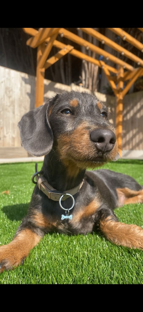 Miniature dachshund 7 months