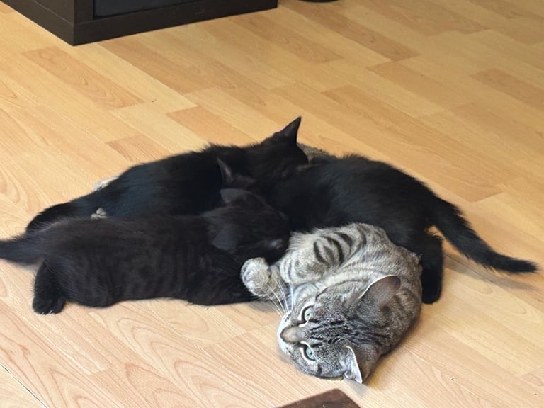 Kittens for sale  £50