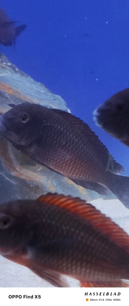 Tropheus Moorii X10 £150 must go together 