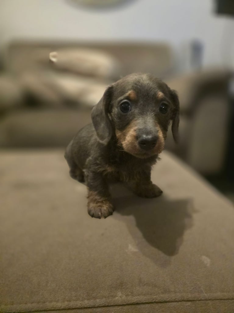 Daschund puppies