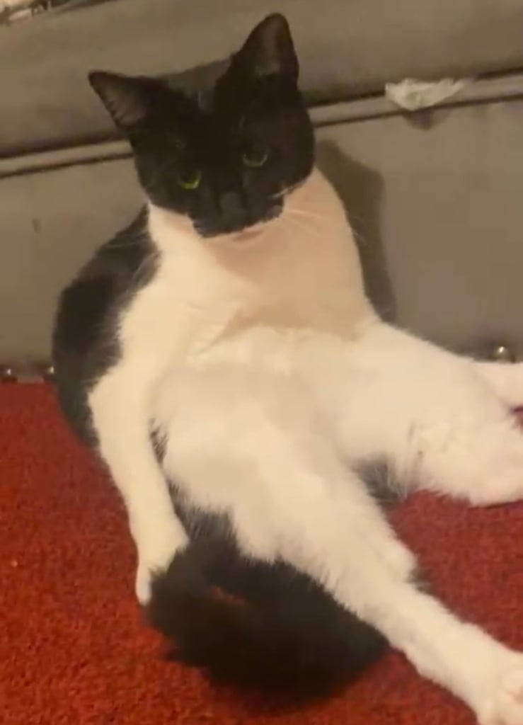 Tuxedo Cute cat for a good home due to travel