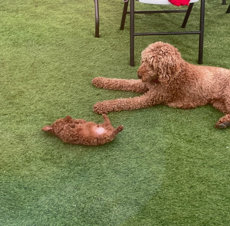 Red Standard poodles ONLY 1 boy available 