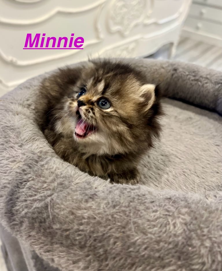 Gorgeous litter of 6 PKD Negative Persian kittens