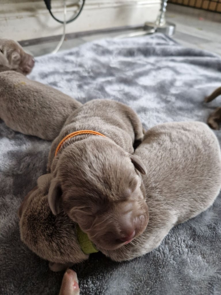Silver labrador's KC