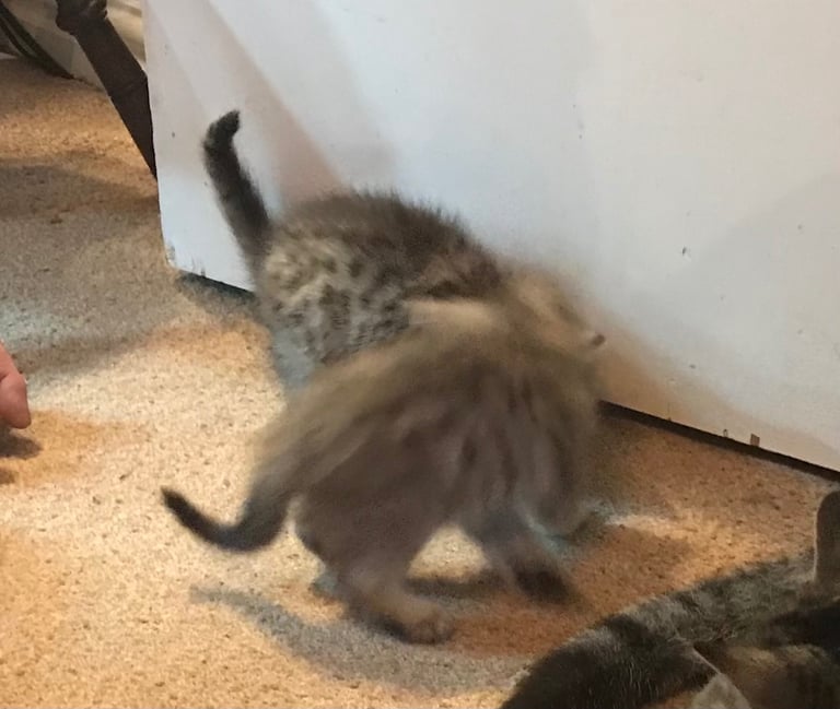 2 Beautiful Fluffy Tabby Kittens for sale