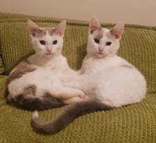 2 kittens 16 weeks old + Everything they need