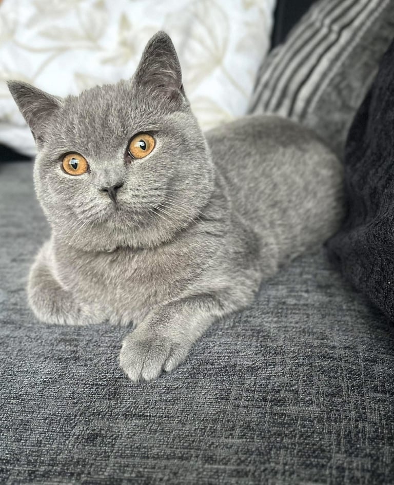 British Shorthaired Kitten